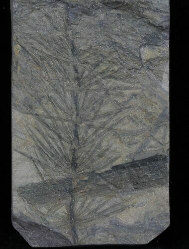 Pennsylvanian Horsetail (Asterophyllites) Fossil - France #31959